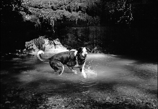 © Josef Safranek