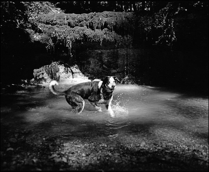 mein-hundchen_48682588153_o.jpg