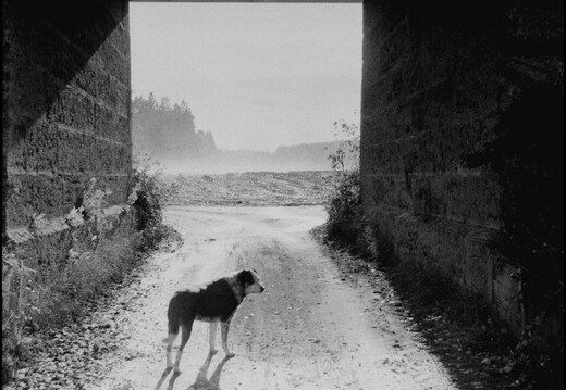 © Josef Safranek
