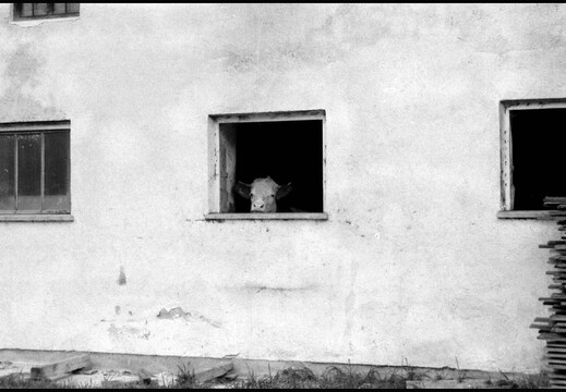 © Josef Safranek