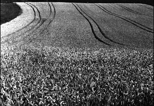 © Josef Safranek