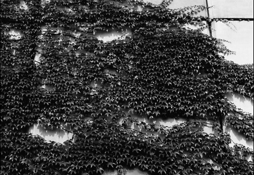 © Josef Safranek