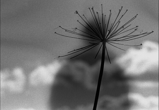 © Josef Safranek