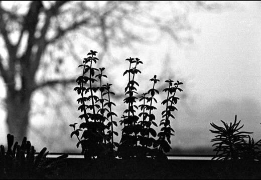 © Josef Safranek