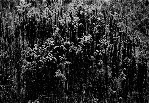 © Josef Safranek