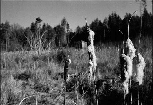 © Josef Safranek