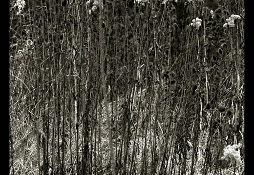 © Josef Safranek