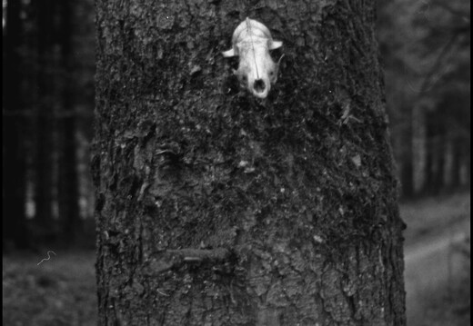 © Josef Safranek