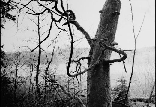 © Josef Safranek