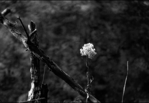 © Josef Safranek