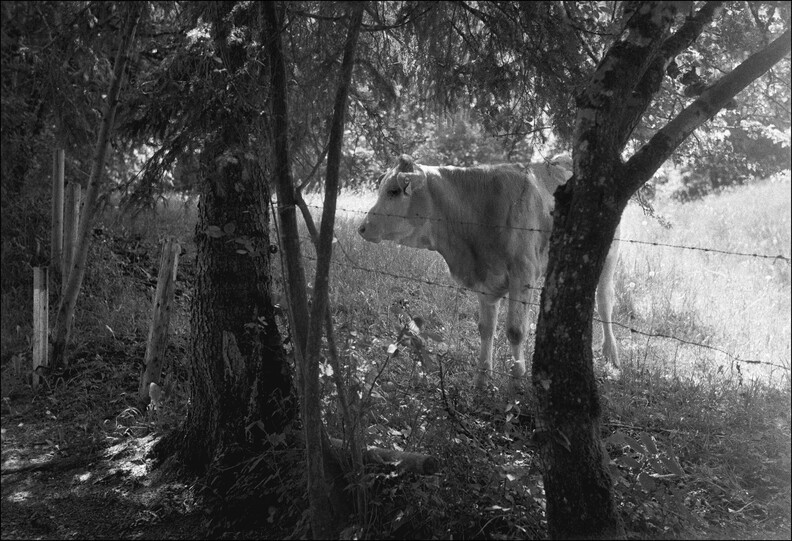 voyeur_52144111377_o.jpg