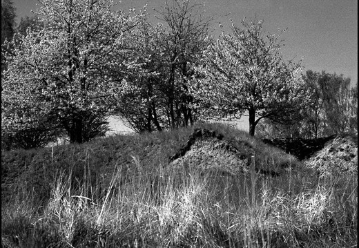 © Josef Safranek