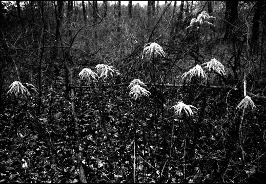 © Josef Safranek