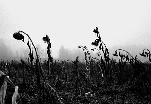 © Josef Safranek