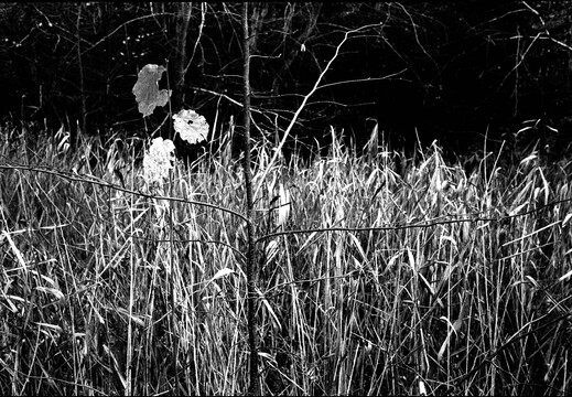 © Josef Safranek