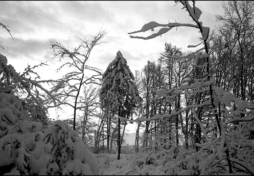 © Josef Safranek