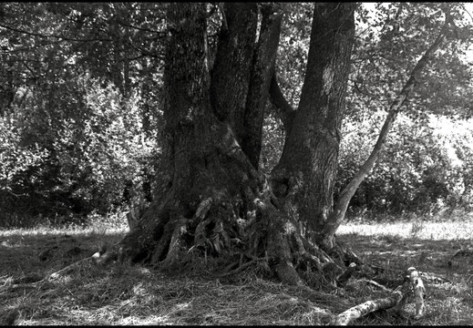 © Josef Safranek