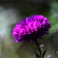 Natur