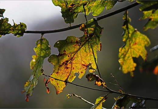 © Ralf Schlieper