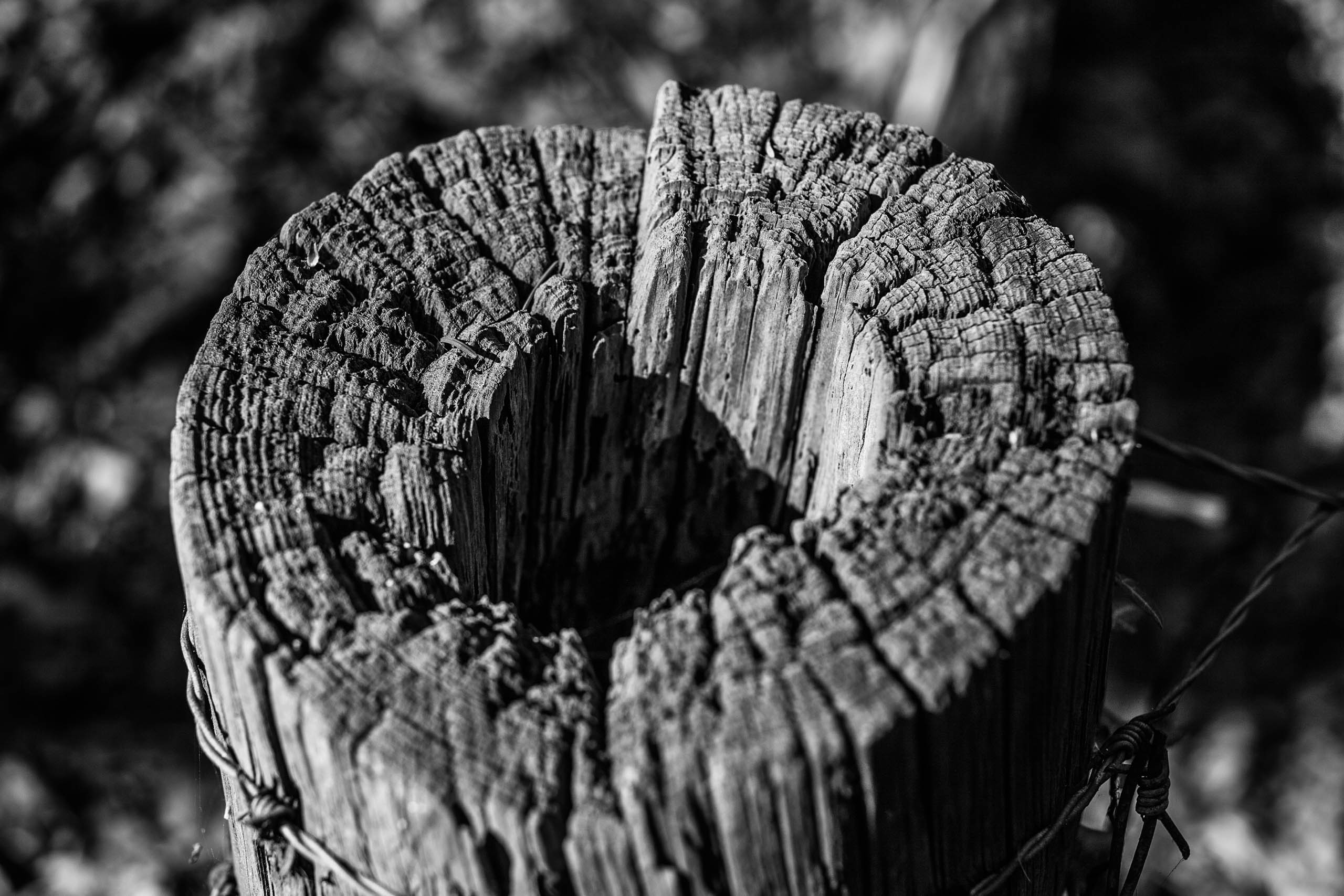Holz in Form - ein Baum lebt ewig!